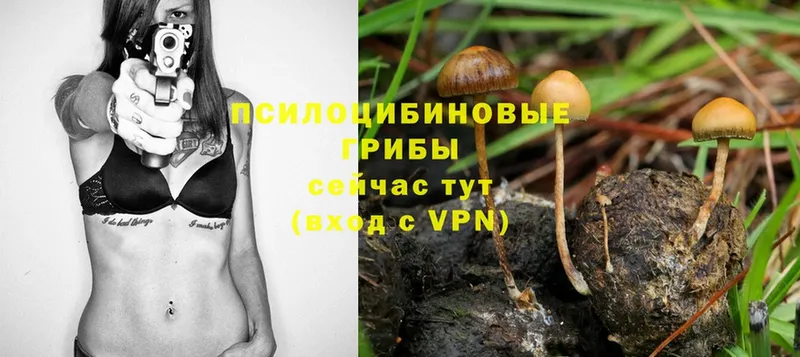 Галлюциногенные грибы Psilocybe  Козьмодемьянск 